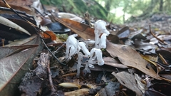 Monotropastrum humile