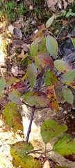 Viburnum mullaha