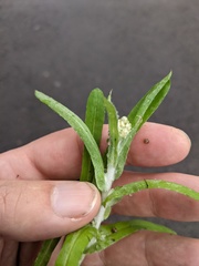 Helichrysum luteoalbum