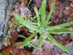 Helichrysum luteoalbum