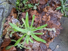 Helichrysum luteoalbum