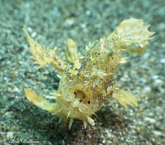 Antennarius maculatus