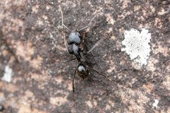 Camponotus natalensis