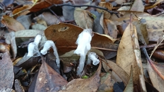 Monotropastrum humile