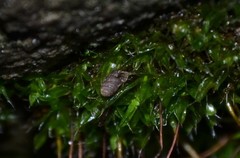 Truncatellina callicratis