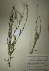 Sisymbrium polymorphum