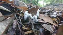 Monotropastrum humile