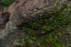 Truncatellina callicratis