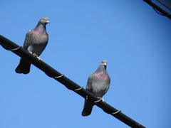Columba livia domestica