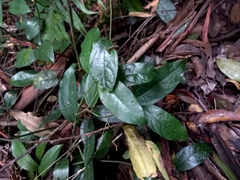 Aristolochia praevenosa