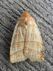 Pyreferra citrombra