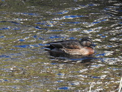 Anas platyrhynchos × zonorhyncha