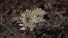 Allium amplectens