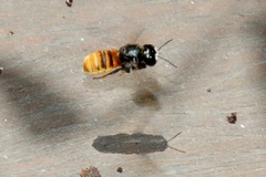 Megachile ustulata