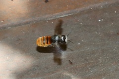Megachile ustulata