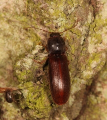 Athous campyloides