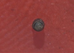 Truncatellina callicratis