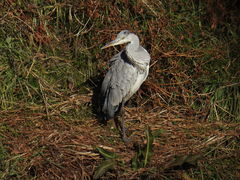 Ardea cinerea