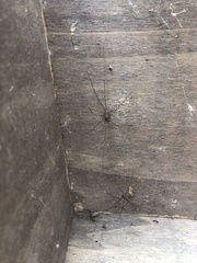 Smeringopus pallidus