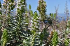 Echium hierrense