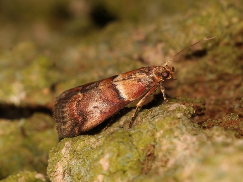 Acrobasis repandana
