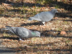 Columba livia domestica