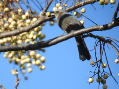 Hypsipetes amaurotis