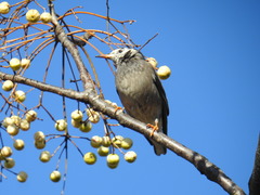 Spodiopsar cineraceus
