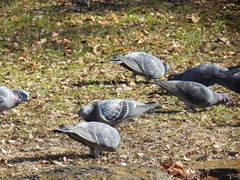 Columba livia domestica