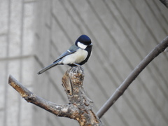 Parus minor
