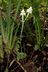 Disperis lindleyana