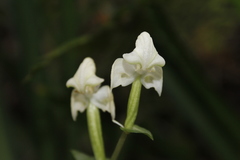 Disperis lindleyana
