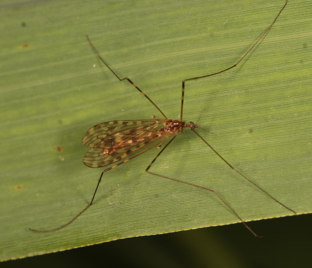 Sixspot Cranefly, photo 1 of 10