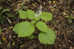 Plectranthus grallatus