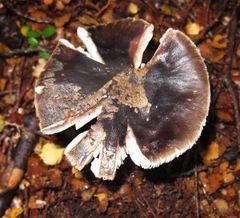 Amanita nothofagi