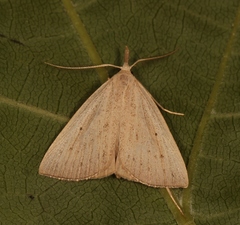 Macrochilo cribrumalis