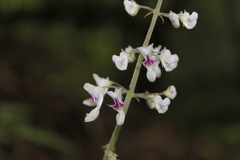 Plectranthus grallatus