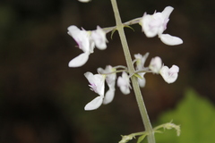 Plectranthus grallatus