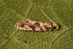 Nemapogon granella