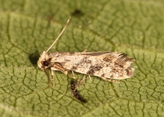 Nemapogon granella