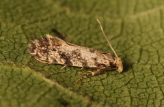 Nemapogon granella