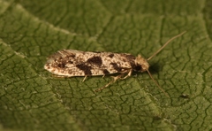Nemapogon granella