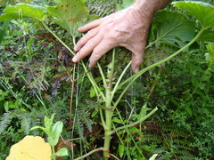 Pelargonium papilionaceum