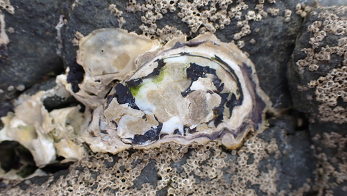 photo of Sydney Rock Oyster (Saccostrea glomerata)