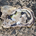 photo of Sydney Rock Oyster (Saccostrea glomerata)