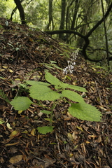 Plectranthus grallatus