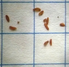 Sisymbrium polymorphum