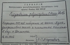 Sisymbrium polymorphum