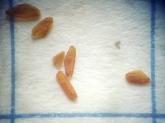 Sisymbrium polymorphum