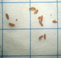 Sisymbrium polymorphum